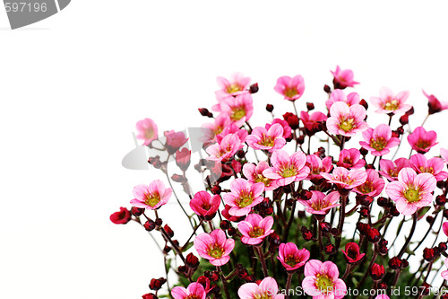 Image of little pink