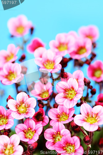 Image of little pink