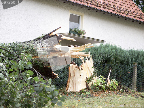 Image of Broken Tree