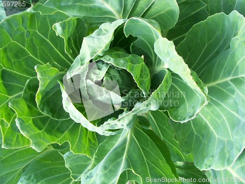 Image of White Cabbage