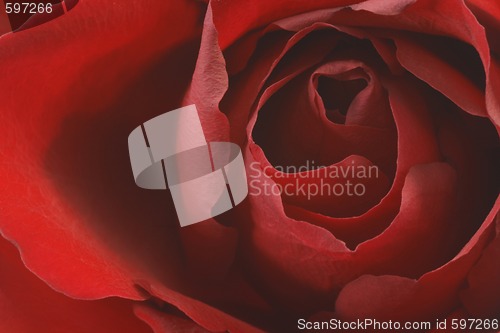 Image of Rose