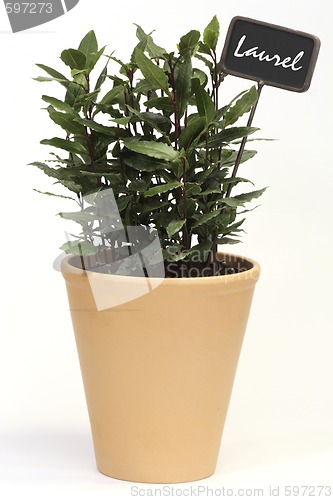 Image of Laurel