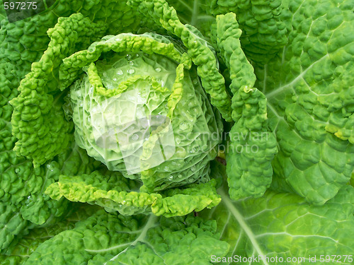 Image of Savoy Cabbage