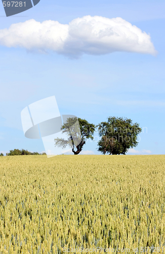 Image of Cornfield with Trees