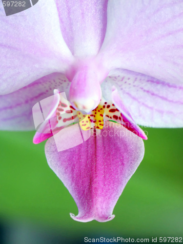 Image of Orchid