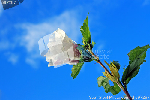 Image of Hibiscus