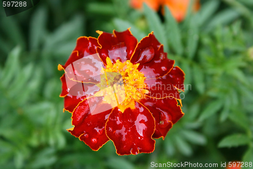 Image of Marigold