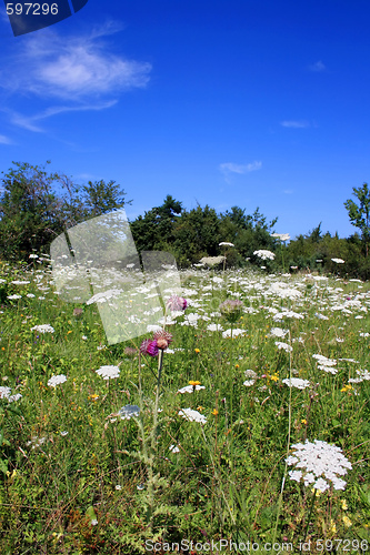 Image of Wildflower Meadow