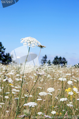 Image of White Yarrow