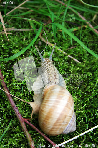 Image of Snail