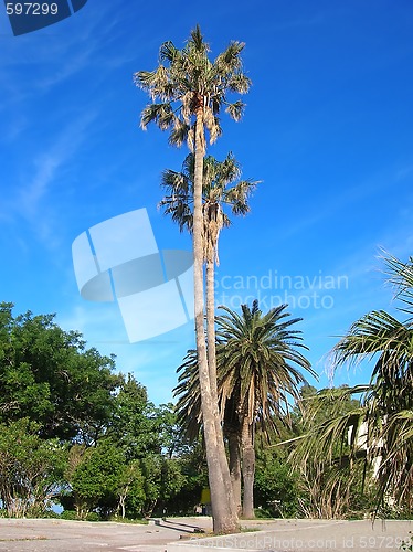 Image of Palms over blue sky