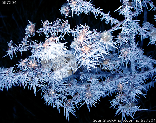 Image of Frozen branch