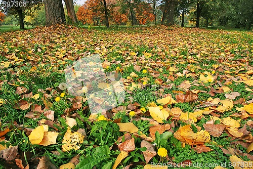 Image of Autumn ground