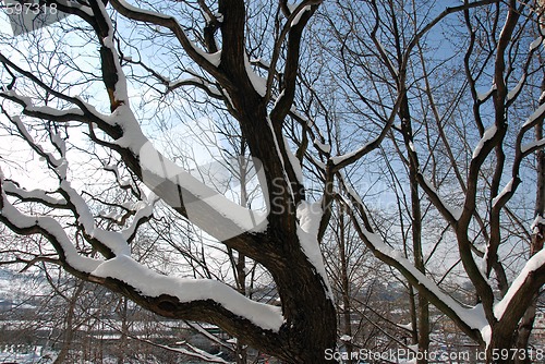 Image of Winter branch