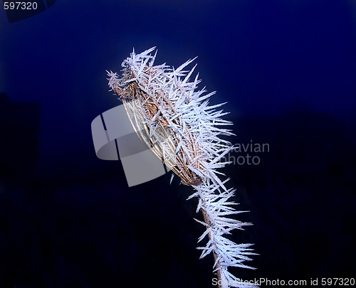 Image of Dry frozen plant