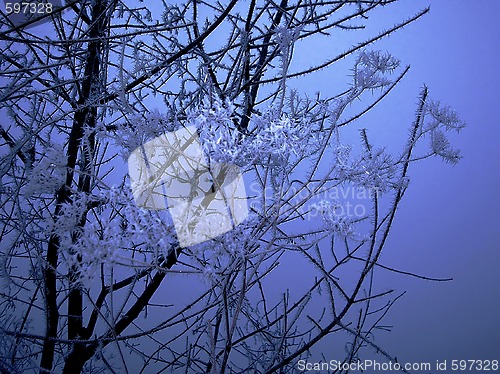 Image of Frozen branch