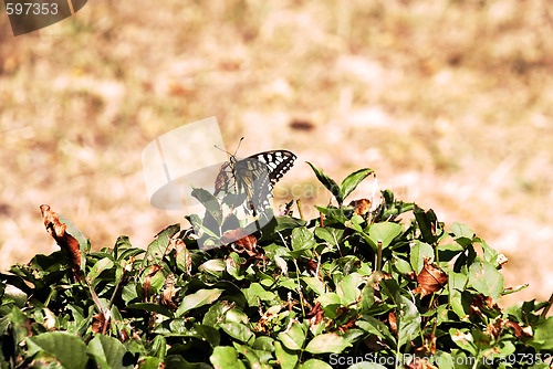 Image of Butterfly