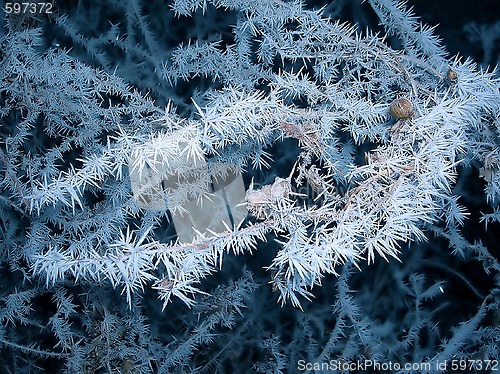 Image of Frozen branch