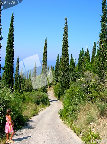 Image of way between cypresses