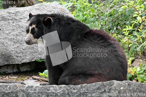 Image of Andean Bear