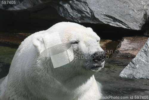 Image of Polar Bear