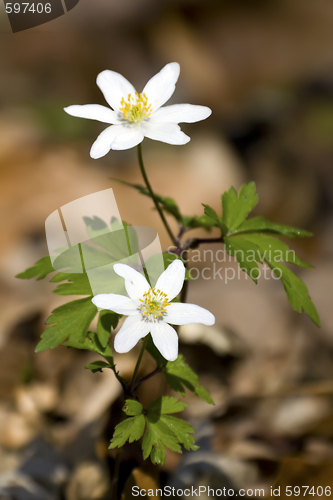 Image of Anemone