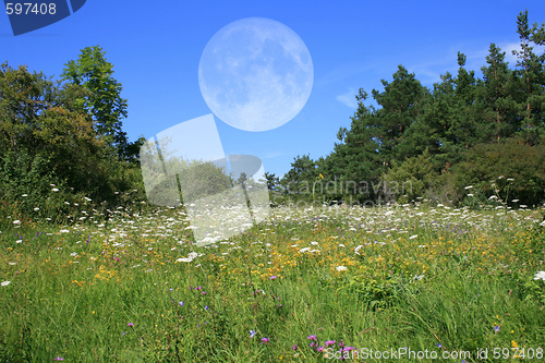Image of Meadow With Moon