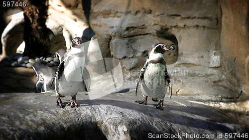 Image of Humboldt Penguin