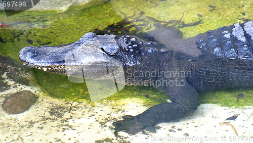 Image of American Alligator (4904)