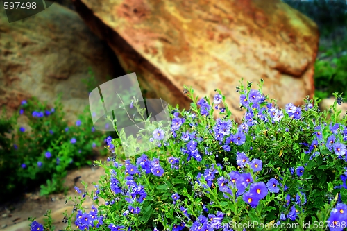 Image of Wildflowers (6351)