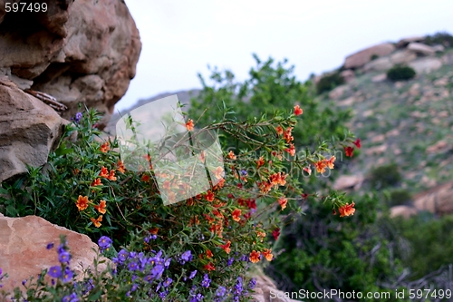 Image of Wildflowers (6353)