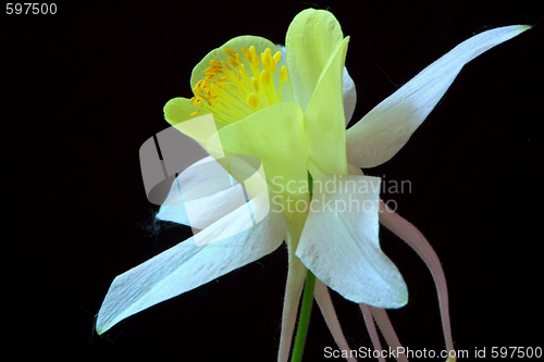 Image of Aquilegia