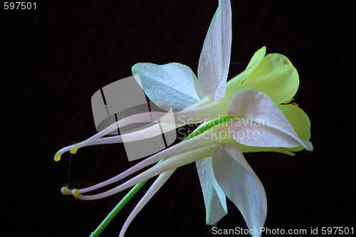 Image of Aquilegia
