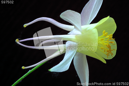 Image of Aquilegia