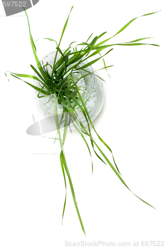 Image of Bunch of the green herb, up