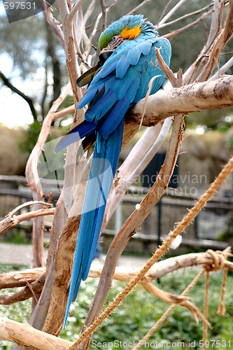 Image of Blue And Gold Macaw (4808)