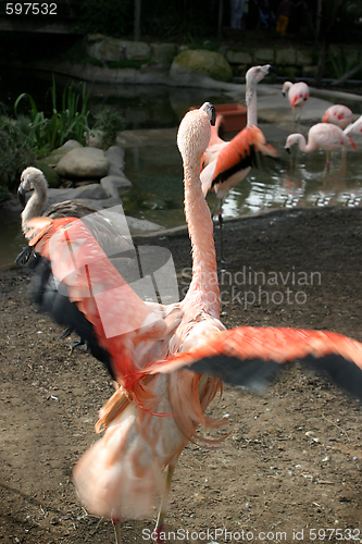 Image of Chilean Flamingo (4908)