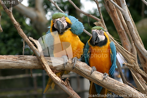 Image of Blue And Gold Macaw (4816)