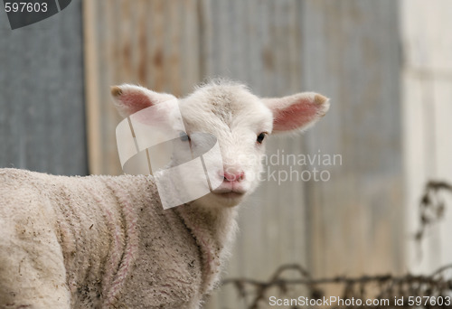 Image of young lamb on the farm