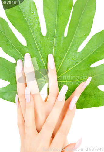 Image of female hands with green leaf