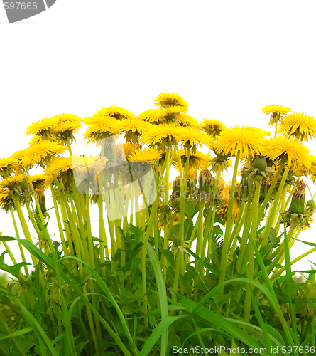 Image of yellow isolated dandelion