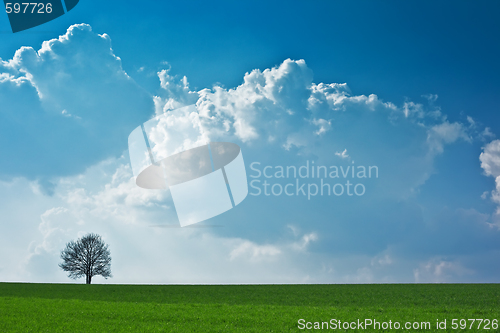 Image of lonely tree