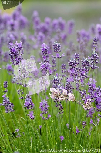 Image of Lavender