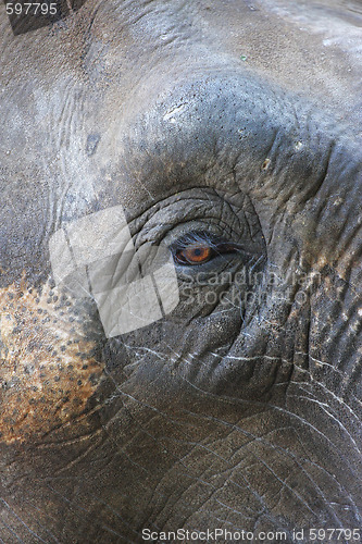 Image of Potrait of an Elephant