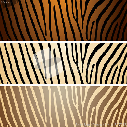 Image of zebra variation