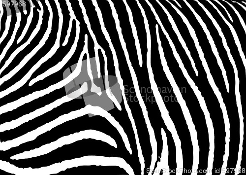Image of zebra pattern large