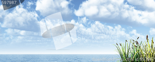 Image of reed