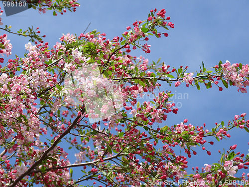 Image of Flowering Tree