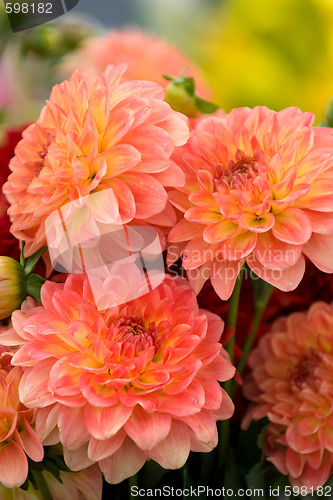 Image of Orange chrysanthemums