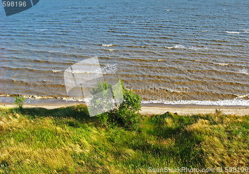 Image of tree on a seashore 